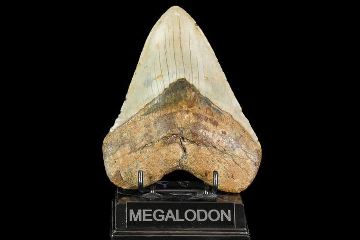 Giant, Fossil Megalodon Tooth - North Carolina #109556